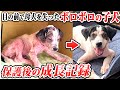 【子犬 野犬】目の前で母犬を失ったボロボロの子犬 保護後の成長記録