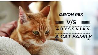Devon Rex Vs Abinian