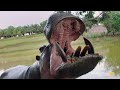 view Wildlife Experts Try to Stop Escobar&apos;s Hippos From Spreading digital asset number 1