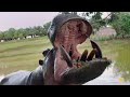 Hippos in Colombia: Issues and Insights