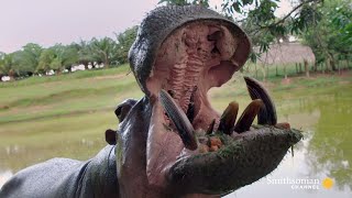 Wildlife Experts Try To Stop Escobars Hippos From Spreading