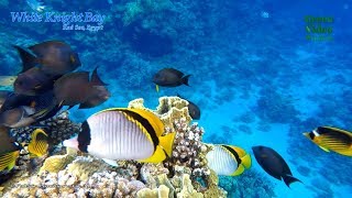 Among the coral reefs of the Red Sea. Relaxing Oceanscapes.  Part 4 / Кораллы Красного моря.