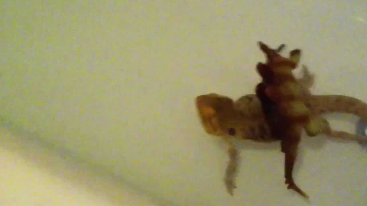 lizard island splish splash