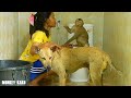 Monkey Kako Sit Looking Mom Bathed For Dog MoMo