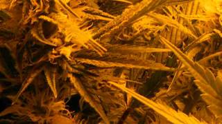 never give up ! 400w hps and 196w cfl grow .never surrender !