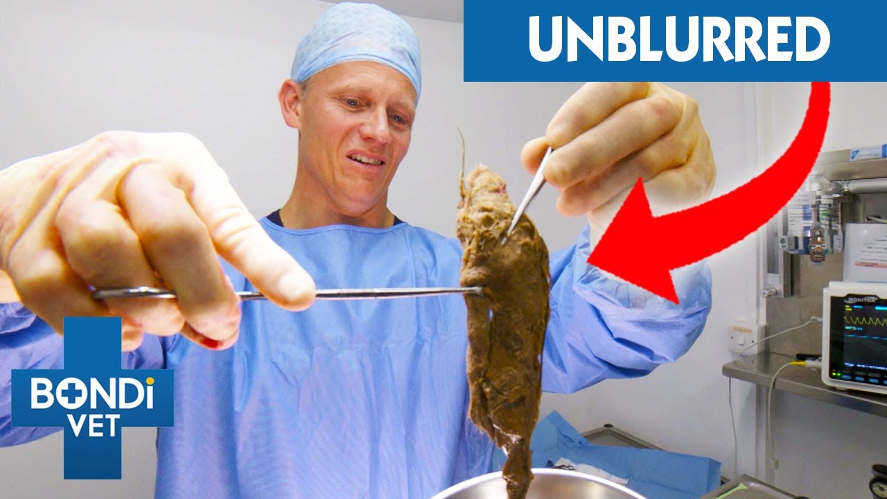 UNBLURRED Biggest Hairball Removed From Cat's Stomach 🤢 Bondi Vet