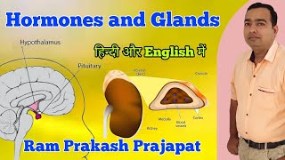 Hormones and Glands | Human anatomy and physiology | Pituitary Gland | Adrenal Gland | Pancreas