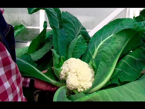 Video: Blumenkohl: Bringen Sie Leuchtende Farben In Die Beete