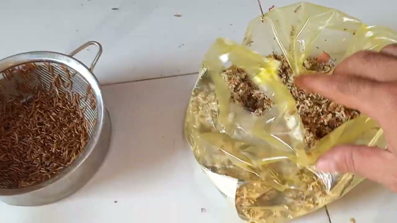 Cách vào Cám và Cách Tuyển Chim sâu đầu đỏ bỗi nhanh lên Mồi nhất.