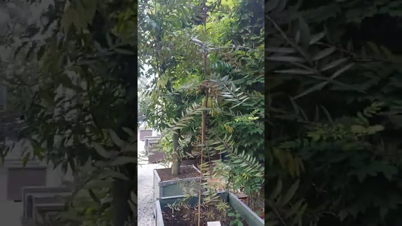 Kauri pine tree seedling 