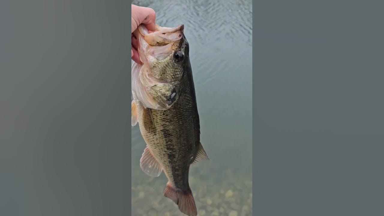 Googan Squad Grande Klutch | Karl’s Bait & Tackle
