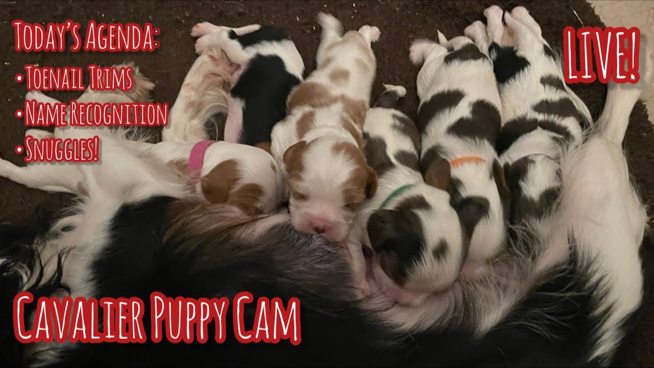 1weekold Puppies Livestream Potty Training, Toenail Trims, Name
