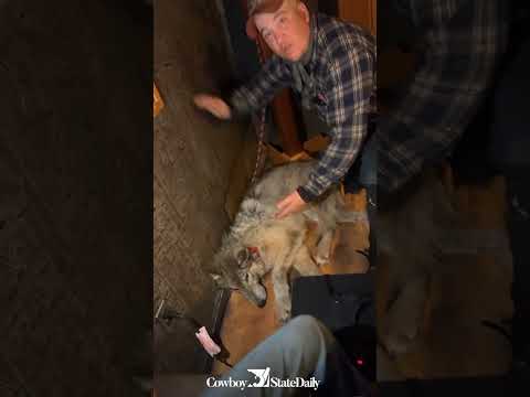 Video Shows Man Kissing the Dying Wolf He Tortured in Wyoming Bar