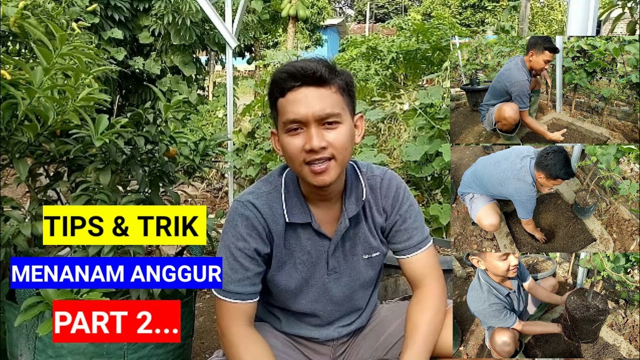 Tips & Trik Menanam Pohon Anggur (Part 2) 