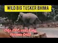       wild big tusker bhima