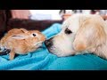 Mother Rabbit Protects her Baby Bunnies from Dog