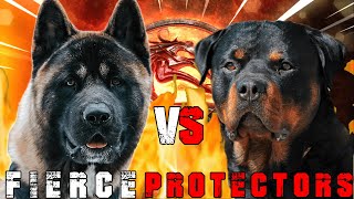 American Akita Vs Rottweiler  Rottweiler Vs Akita  Powerful Guard Dog  Billa Boyka 