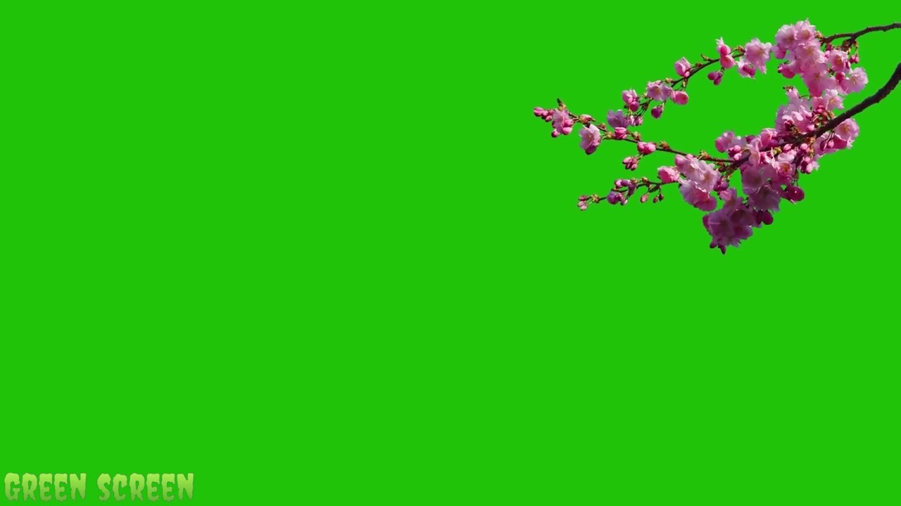 Flower tree leaves green screen video  4k free