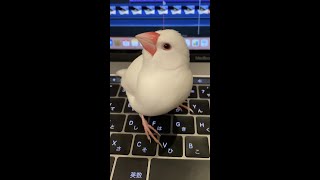 【白文鳥】構って欲しそうにこちらを見つめる文鳥　ココア【Java sparrow】Java sparrow staring at me　#shorts