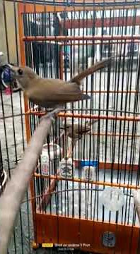 Srdc asli muda hutan Singaraja bali habis ngurak di trek langsung nglawan