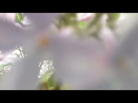 Video: Сирень ашканасы (29 сүрөт): сирень ашканасы ашкананын ичинде ак менен айкалышкан