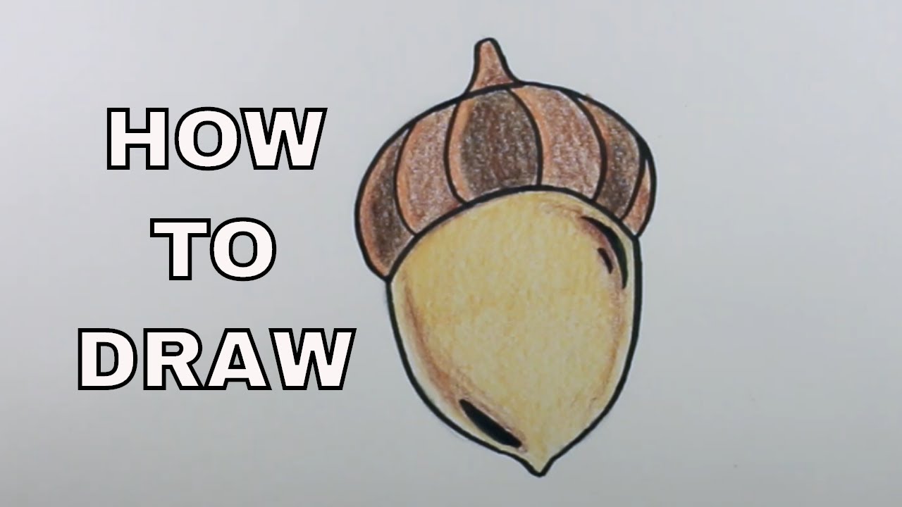 Acorn Drawing: (4 Easy Steps)! - The Graphics Fairy