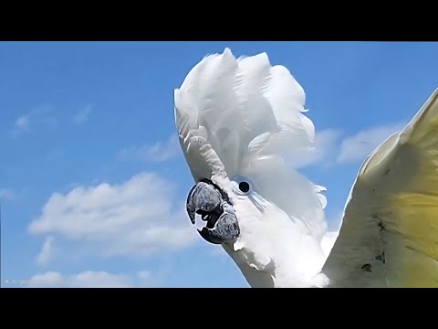 How Loud Are Cockatoo's?