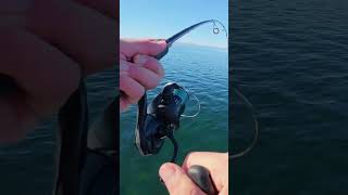Catching Snapper on a Stick Bait: Fishing Adventure!