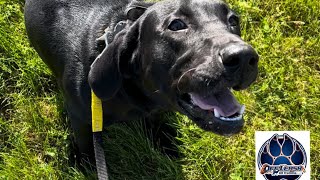 “Cooper” - Black Labrador Retriever - 6 Months Old - Board & Train with Chip “CanineTrainer” Gray by Off Leash K9 Training - Lexington 59 views 3 days ago 2 minutes, 52 seconds