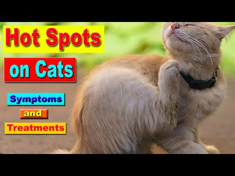 Video: Hvordan bli kvitt hot spots på katter