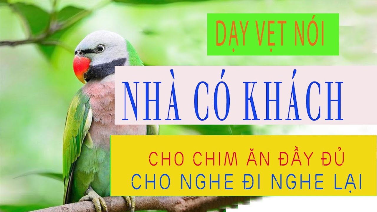 008. Dạy vẹt nói NHÀ CÓ KHÁCH | Giọng người thật, vẹt sẽ nói được nếu nghe 3 tháng