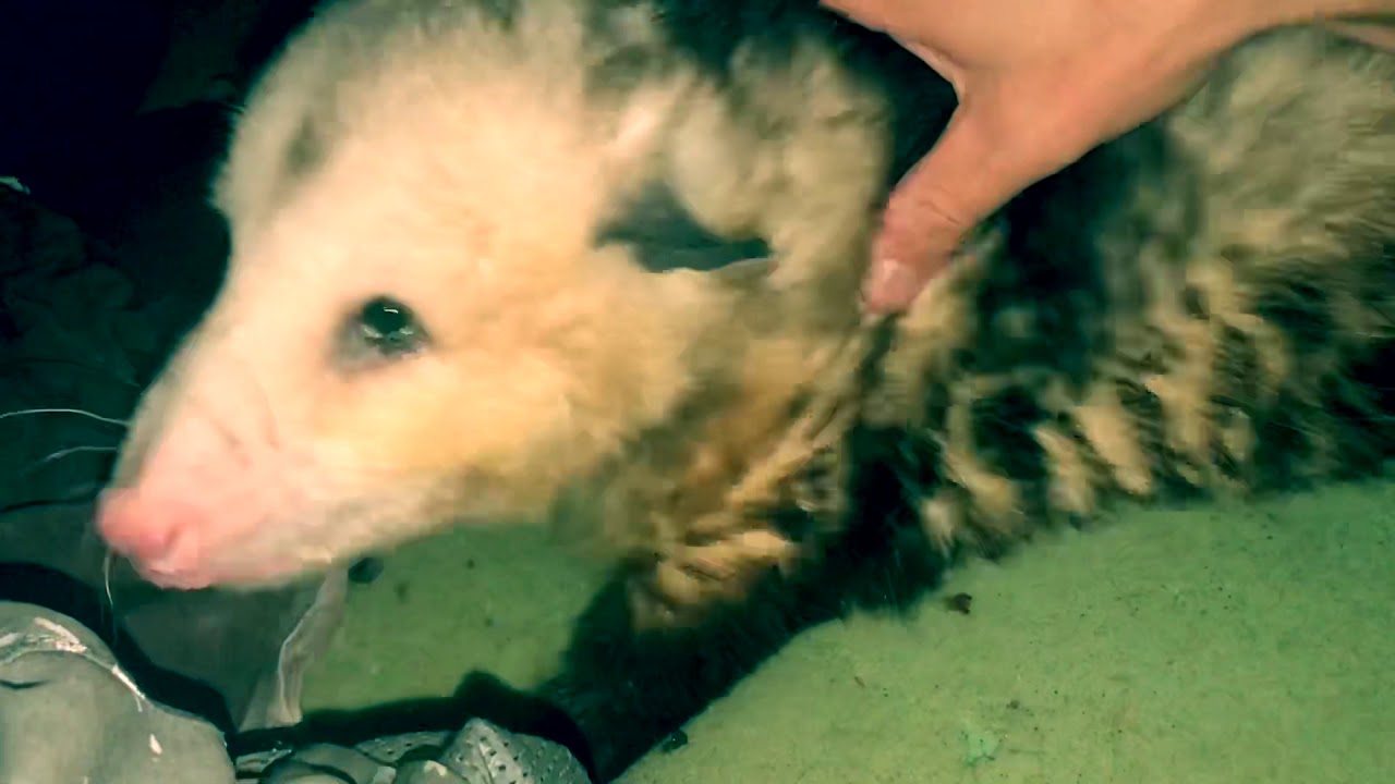 Possum Attacks Man YouTube