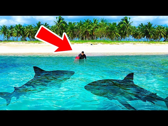 Personne ne peut empêcher les attaques de requins sur cette île + autres  faits sur les requins 