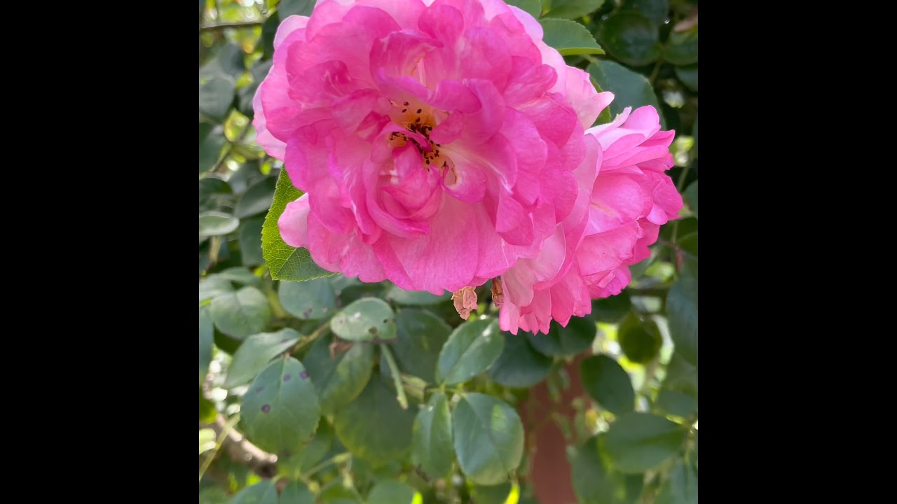 Penn State arboretum