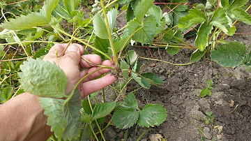 Wann alte Erdbeeren umpflanzen?