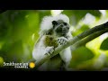 view These Monkeys Have Complex Communication Skills 🗣️ Into the Wild Colombia | Smithsonian Channel digital asset number 1