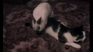 видео гибрид кошки и кролика