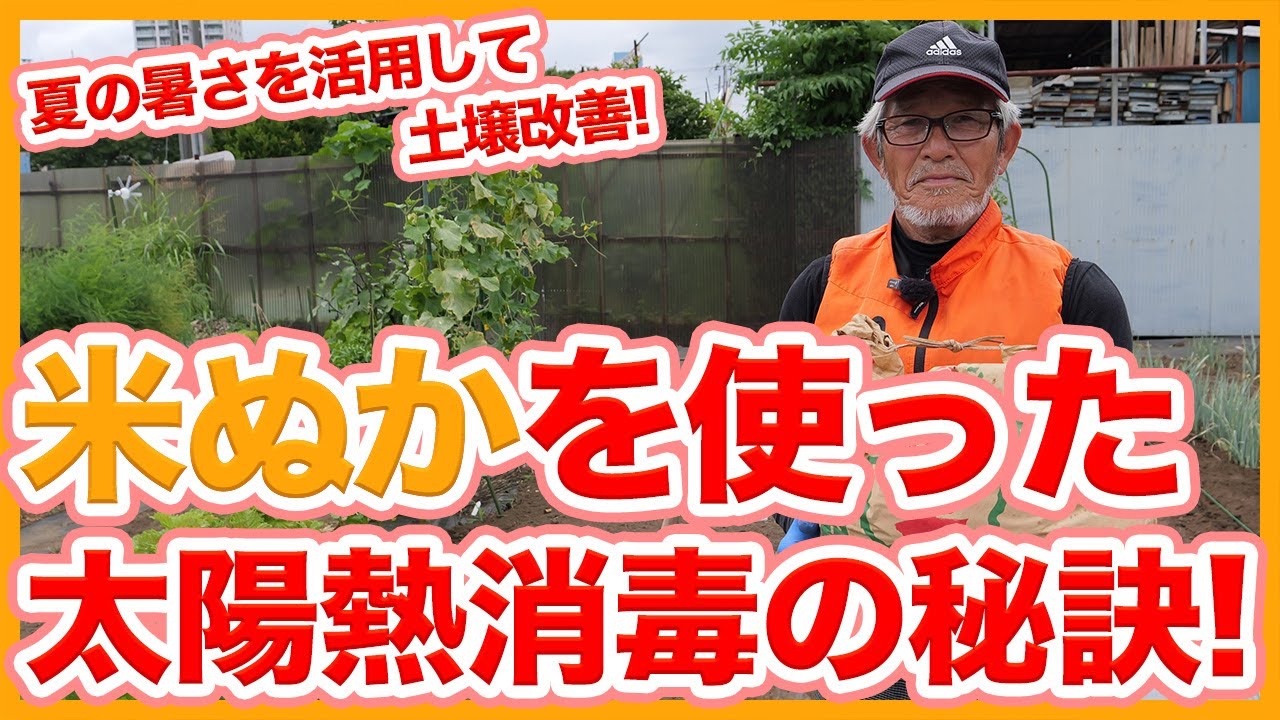 家庭菜園や農園の土作りで夏の暑さを活用して土壌改善！秋冬野菜栽培の切り替え前に米ぬかを使った土壌の太陽熱消毒の秘訣を徹底解説！【農園ライフ】