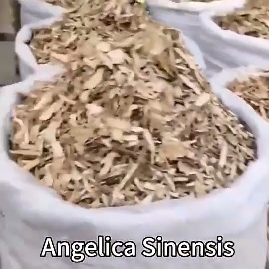 dang gui wholesale high quality Angelica sinensis Dang Gui dried Chinese herbs herbalr.com