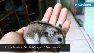 10 Facts about Winter White Dwarf Hamsters