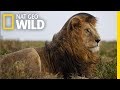 Lions 101  nat geo wild