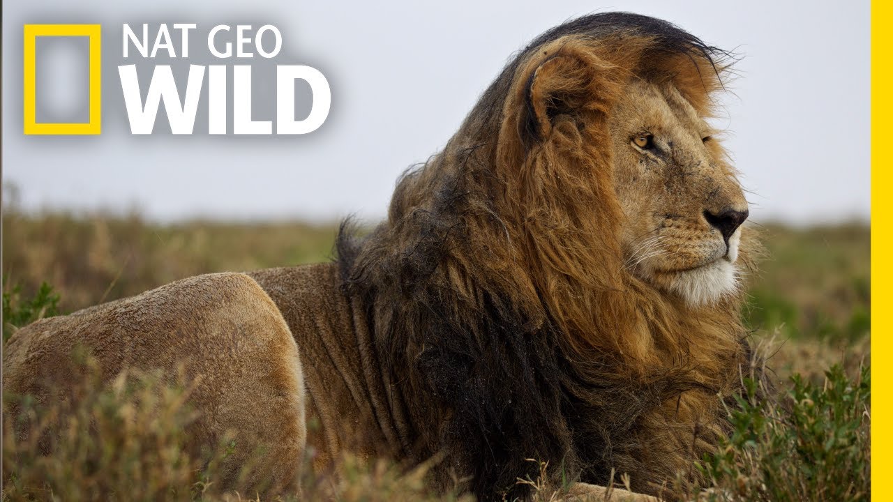 ⁣Lions 101 | Nat Geo Wild