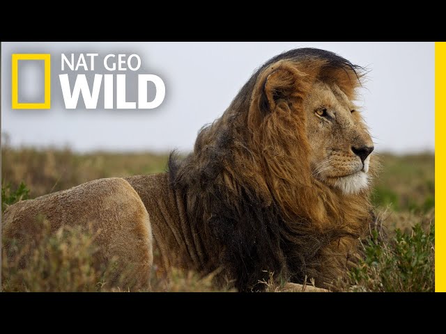 Lions 101 | Nat Geo Wild class=