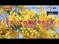 懐かしい名曲 「アカシアの雨がやむとき」 YAMAHA PSR-SX600 で演奏してみました。  Japanese Popular Song 「Akasia no amega yamutoki」