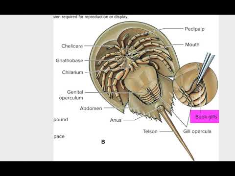 AFF, Chelicerata