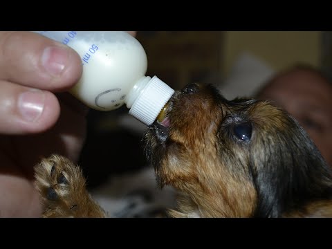 Video: ¿Cuántos años tienen los cachorros cuando dejan de beber leche de su madre?