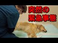 いままでにない急激な体調悪化。玄関で採血をしたあとに緊急で治療を開始しました。【メイプル闘病記#77】