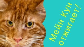 Кот Мейн Кун (Майс) и его друг (Скай) прикольно резвятся Кот Мейн Кун (Майс) и его друг (Скай) прикольно резвятся