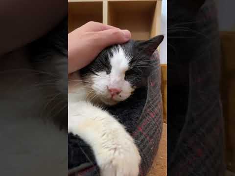 すぐゴロゴロいう高齢猫 - Cats Purring Sounds - #Shorts