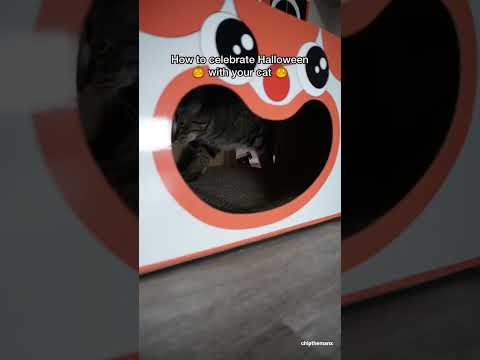 If CATS could